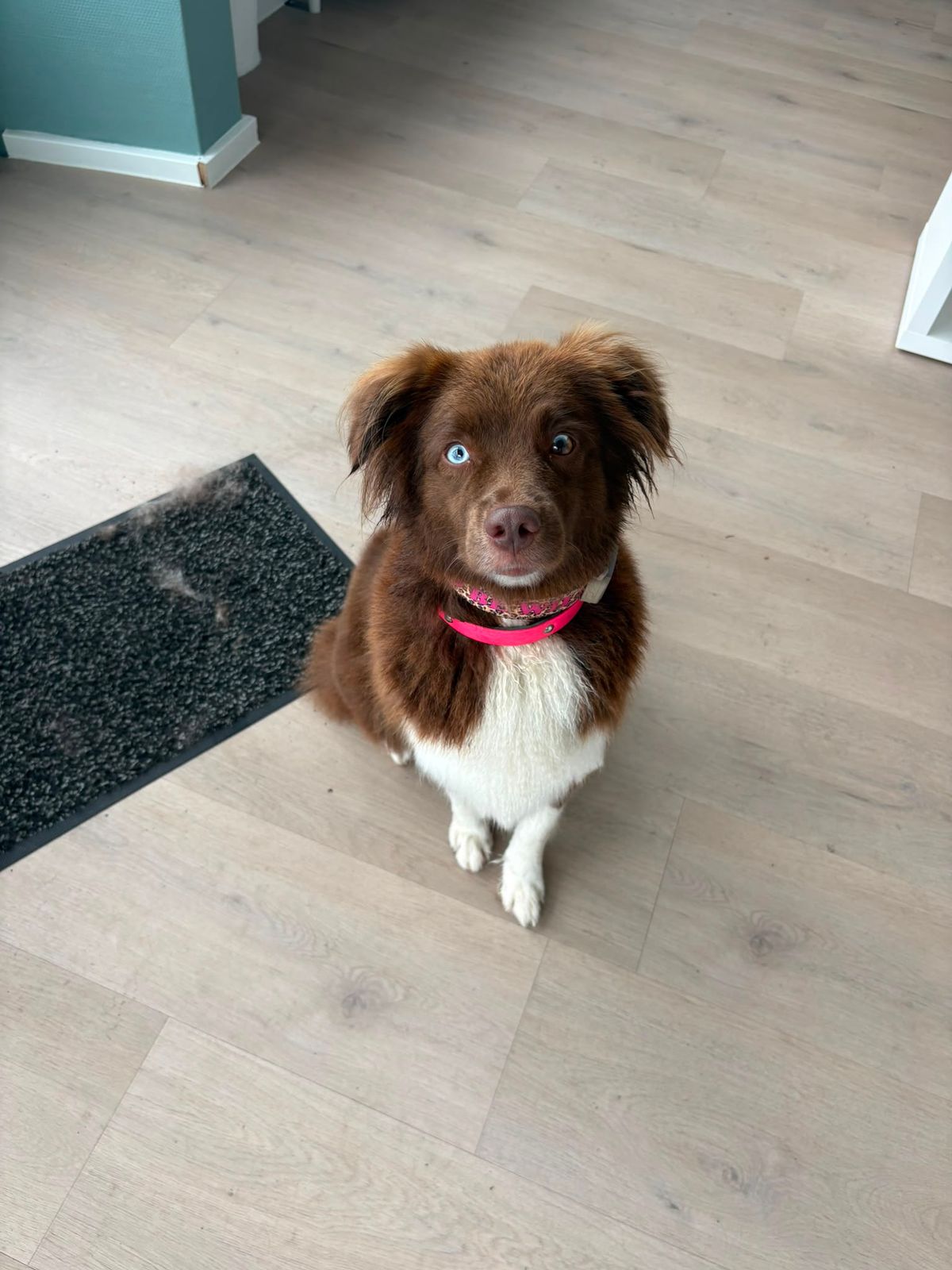 Australian Shepherd mit pinkem Halsband nach der Fellpflege