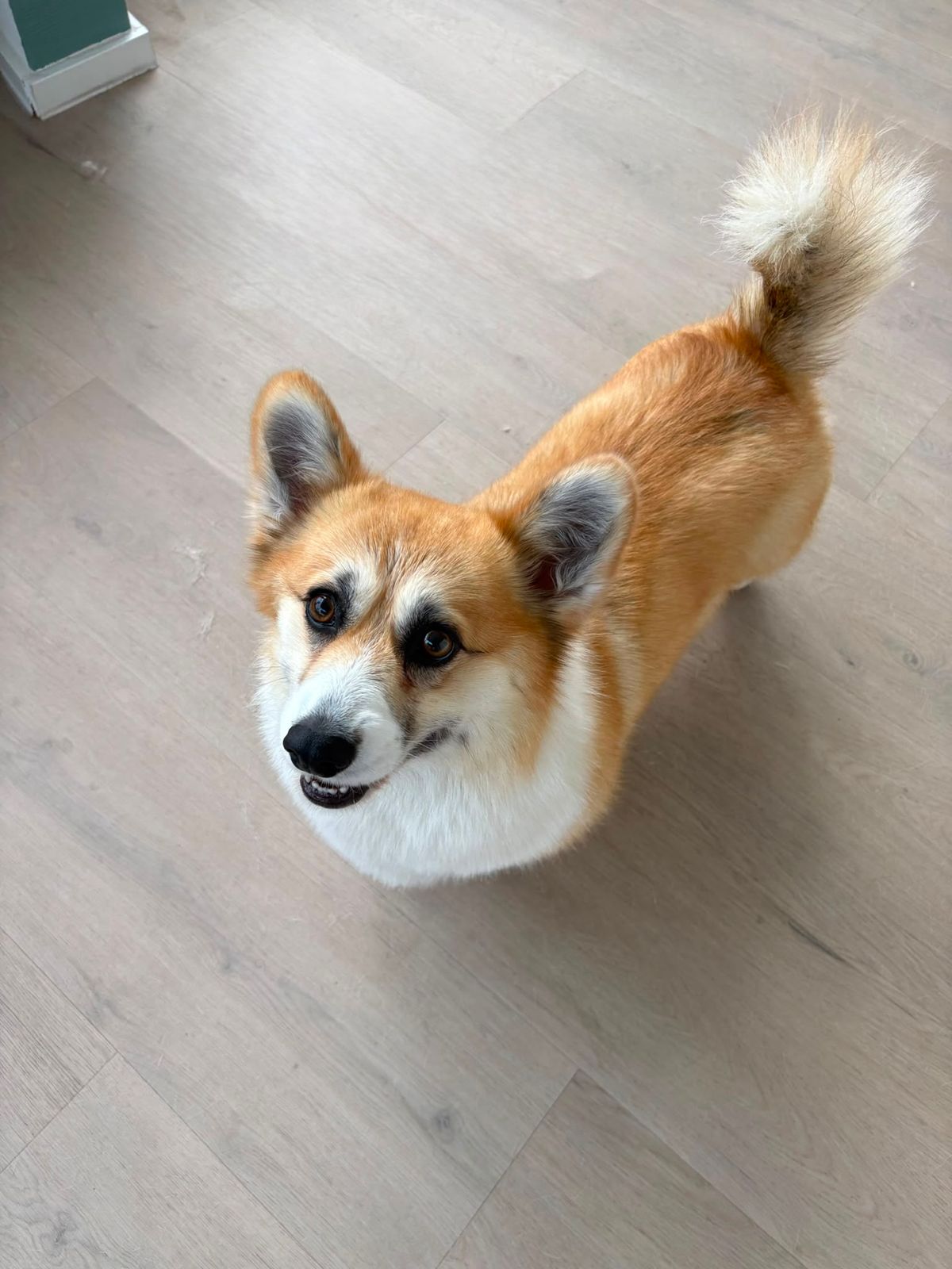 Corgi schaut nach der Fellpflege mit glänzendem Fell in die Kamera