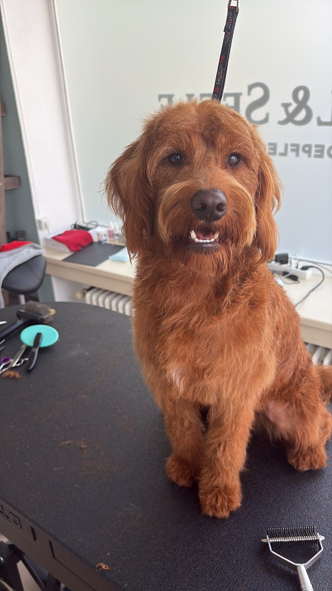 Rotbrauner Goldendoodle sitzt nach dem Schnitt aufmerksam auf dem Pflegetisch