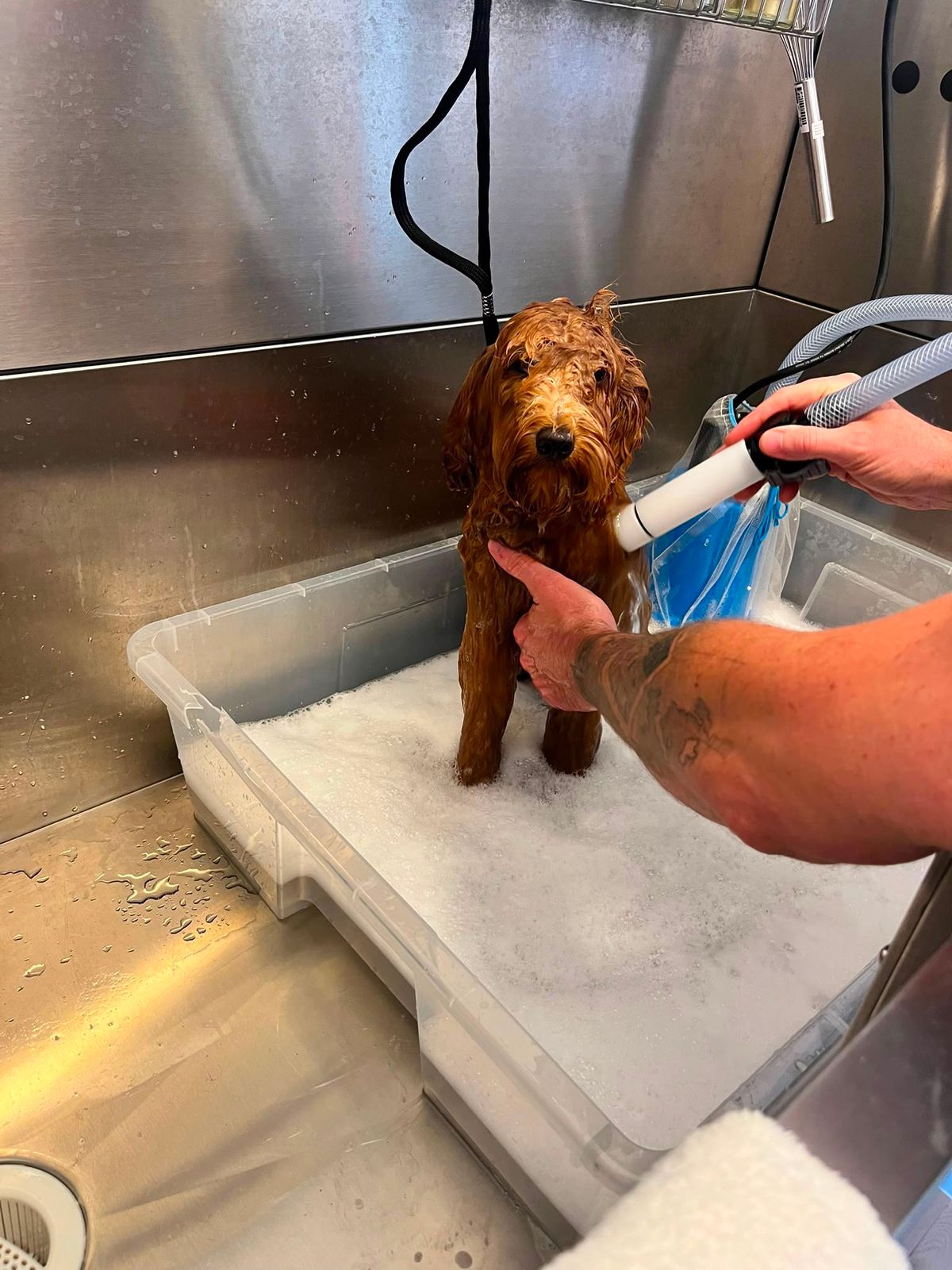 Goldendoodle wird in der Hundebadewanne sanft eingeshampooniert